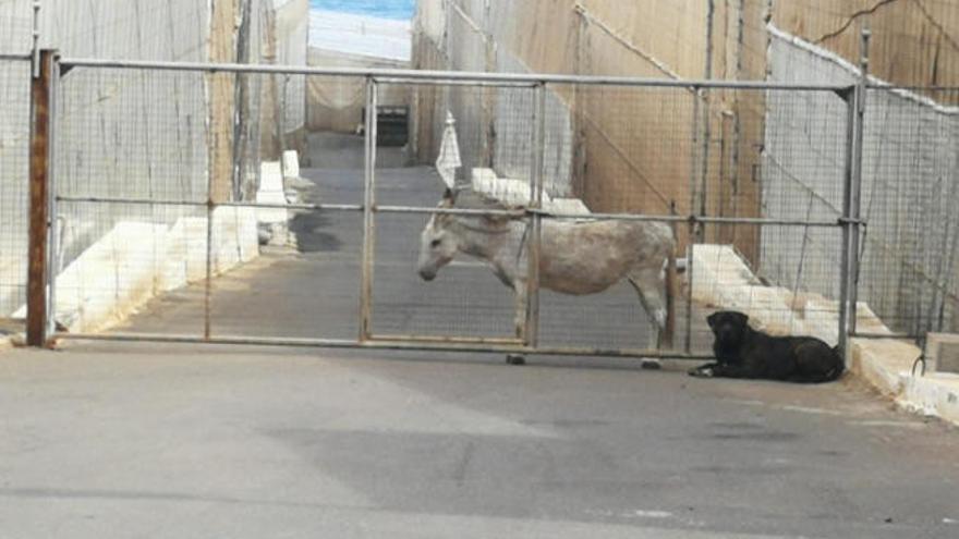 Una de las imágenes de la burra junto a un perro, en la puerta de la finca donde reside, divulgadas por la asociación SOS Peludos.