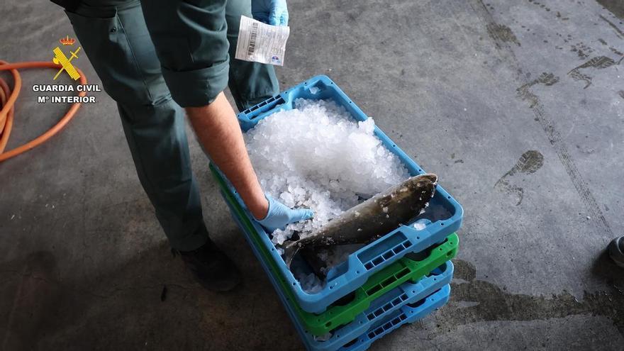 Detenidas dos personas por introducir pescado robado con residuos de medicamentos en el mercado