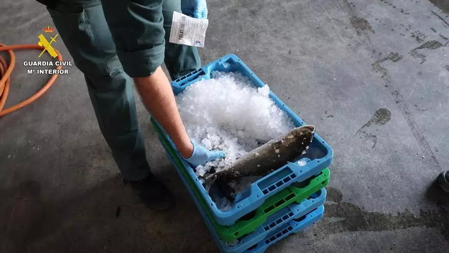 Detenidas dos personas por introducir pescado robado con residuos de medicamentos en el mercado