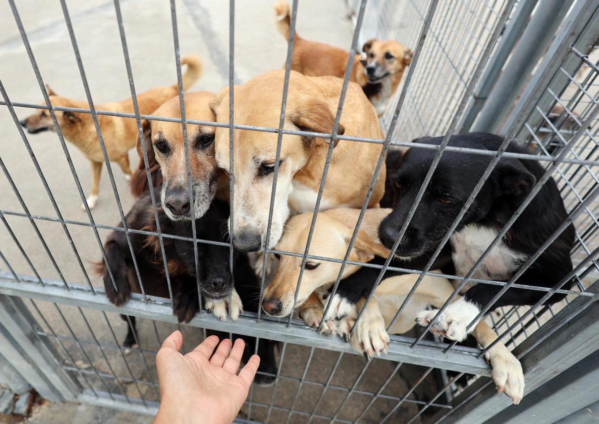 La Asociación Protectora de Animales dice adiós al refugio de A Madroa tras casi medio siglo