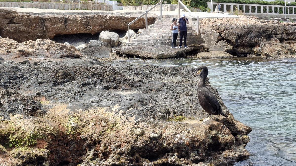 Un cormorán, posado en las rocas de la Punta Negra