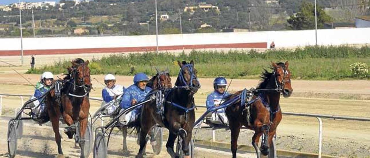 Un pelotón de caballos en la pista de Manacor y la notable altura del verde de su interior.