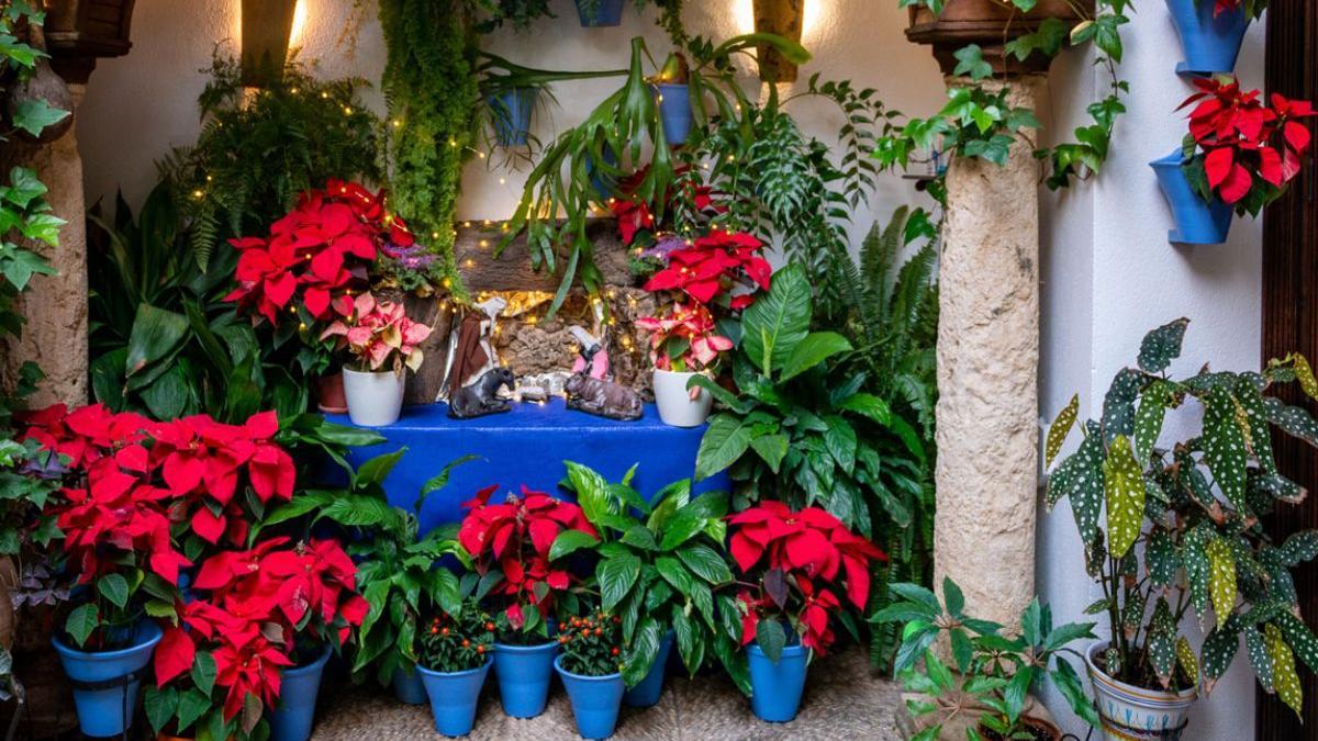Patios de Córdoba en Navidad