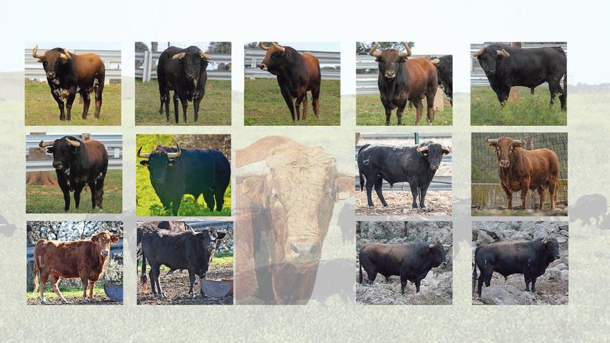 Cartel taurino de las fiestas de Sant Pasqual en Vila-real: Exhibirán 11 toros y 2 vacas cerriles