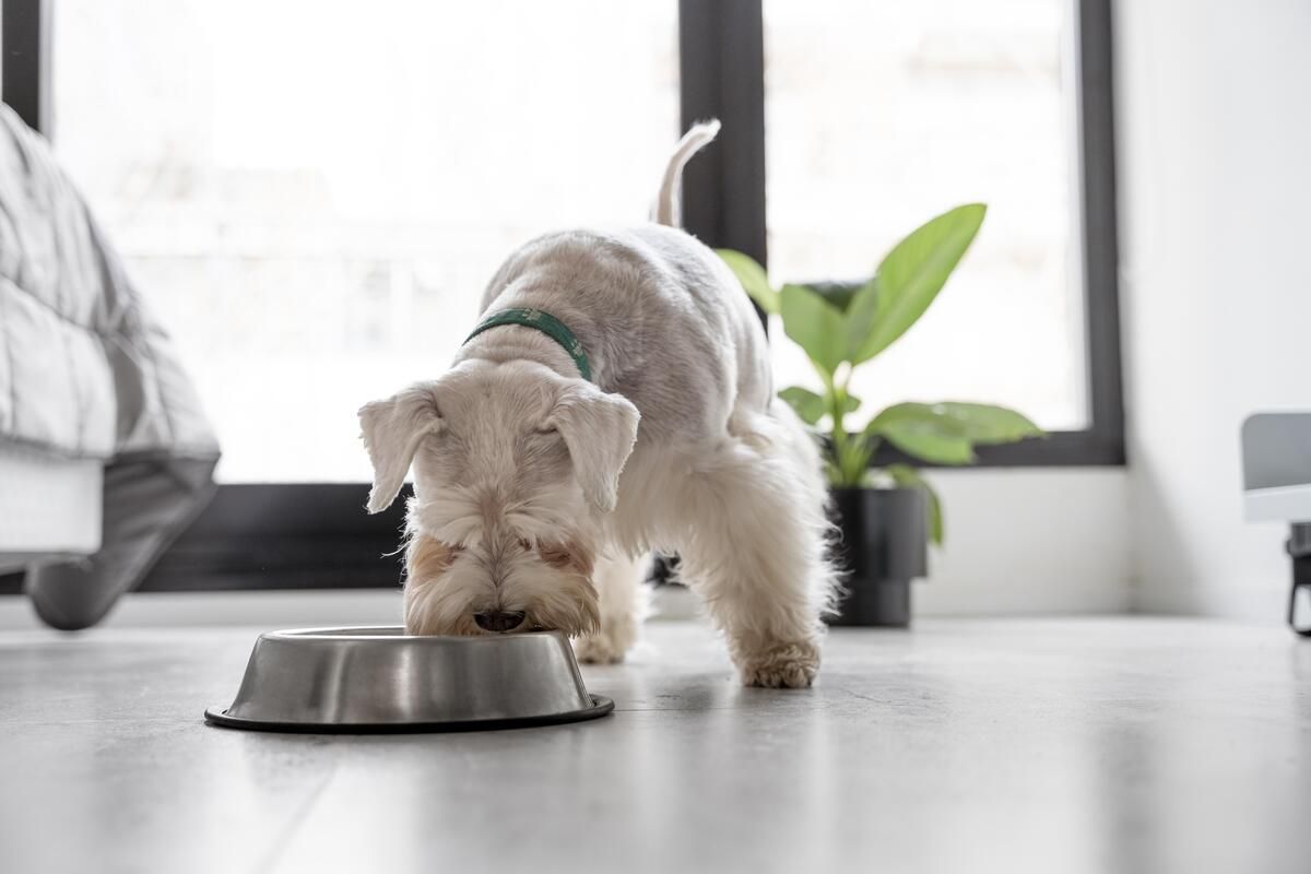 Cómo calmar y controlar la ansiedad por la comida de los perros