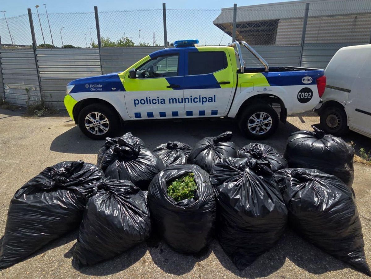 Girona, Montcada i Igualada, on més creix el frau elèctric per la marihuana Girona, Montcada i Igualada, on més creix el frau elèctric per la marihuana