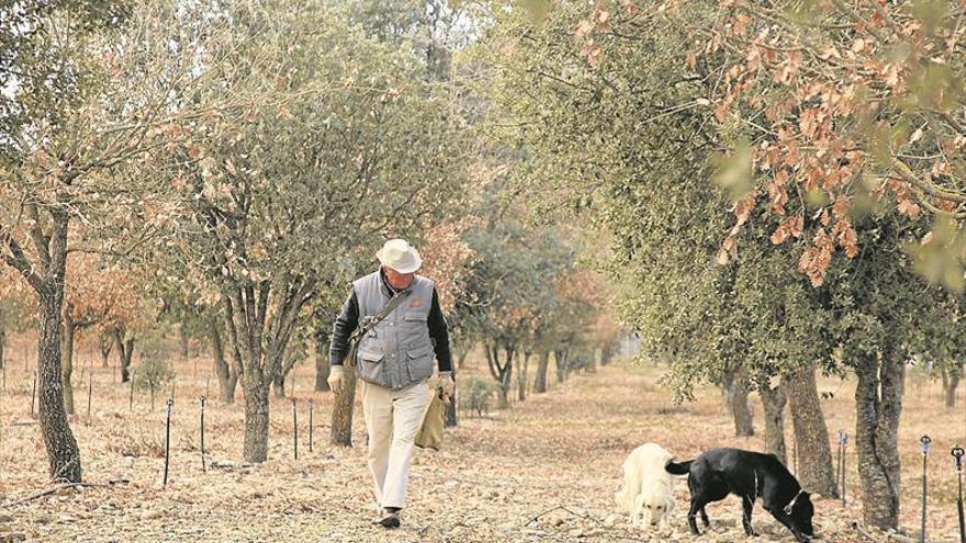 El cultivo de la trufa gana entre 70 y 150 hectáreas anualmente