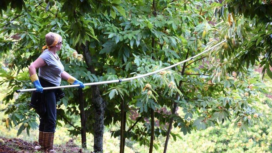 Una mujer varea los castaños para recoger luego los frutos, en el Valle del Genal.