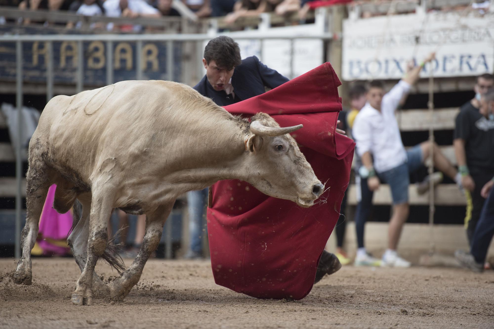 Les millors imatges del Corre de Bou de Cardona