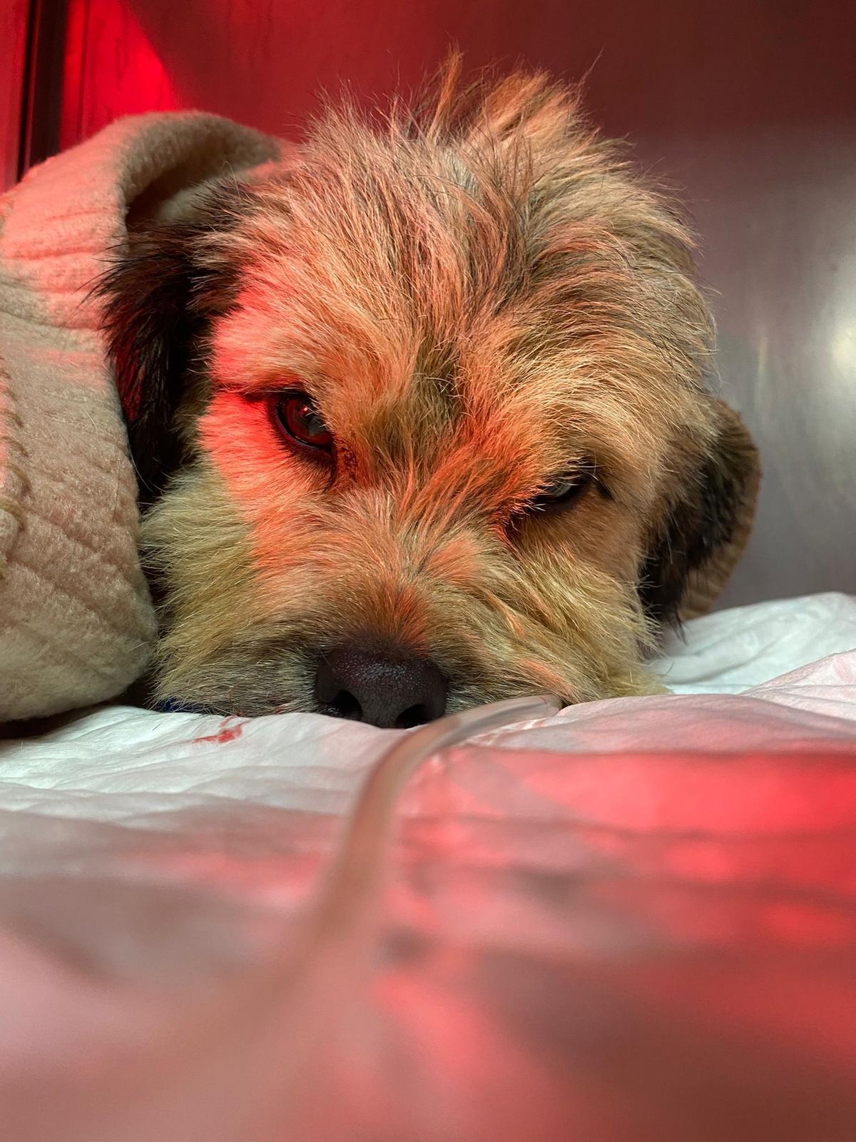&quot;Vladi&quot;, cuando empezaba a recuperarse en la clñinica veterinaria de su hipotermia severa.