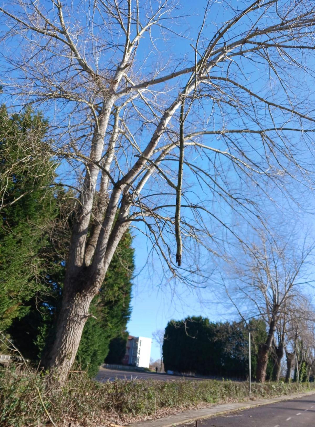 La rama que está a punto de caer en uno de los árboles de la Ciudad de Vacaciones de Perlora