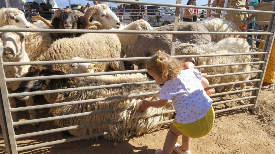 Día grande de las fiestas de San Gregorio en Telde