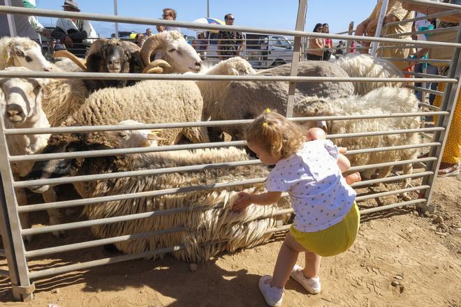 Día grande de las fiestas de San Gregorio en Telde