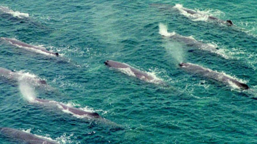 Un grupo de ballenas en los mares de Japón.