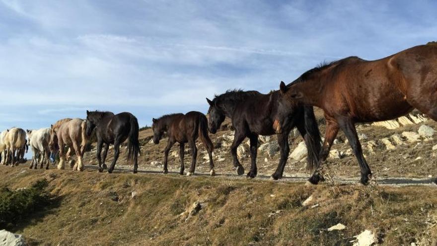 Una setmana caminant entre cavalls des de l&#039;Alt Urgell al Berguedà