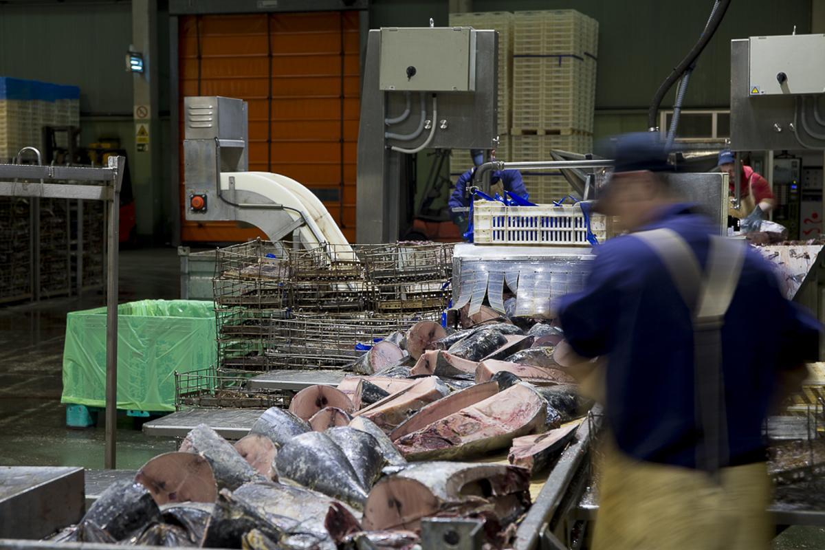Planta de recepción de atún en una factoría conservera de la comarca de Barbanza