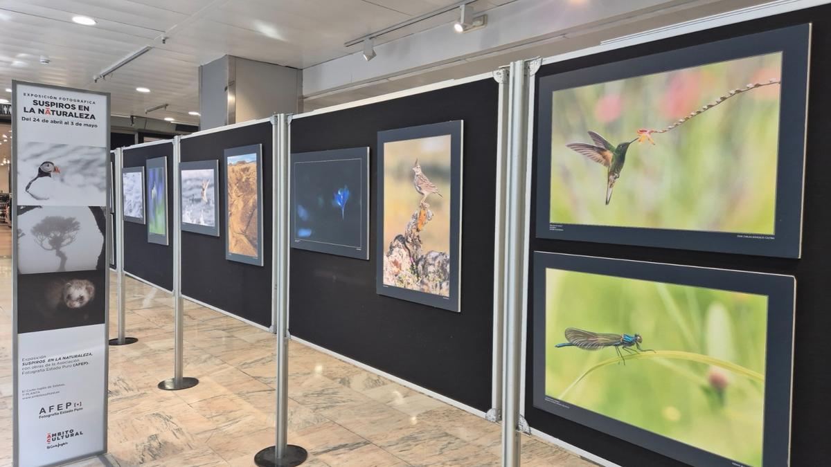 Imágenes de la exposición Suspiros en la naturaleza