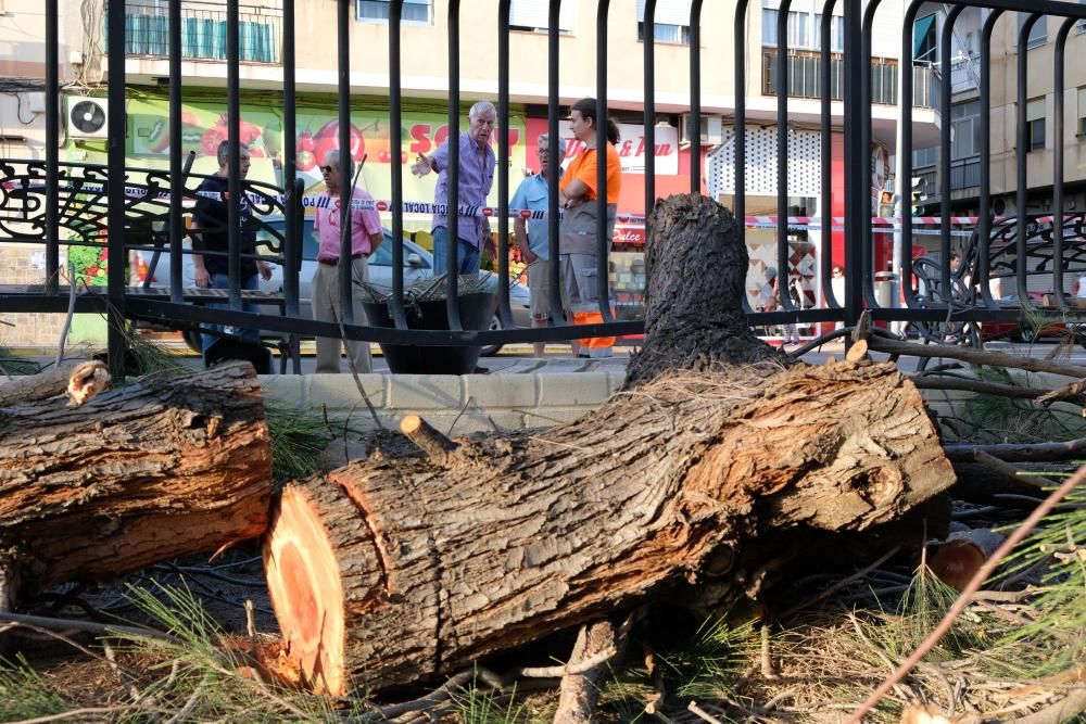 Cinco personas resultan heridas por la caída de la rama de un árbol en Elda