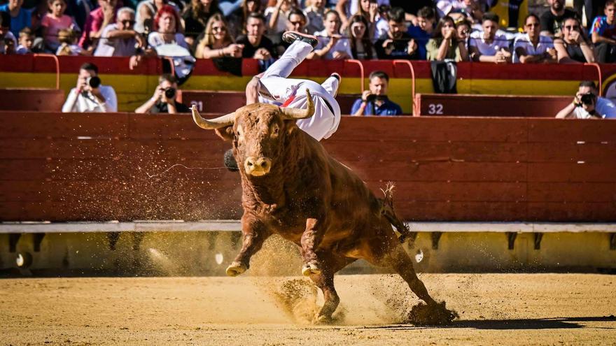 Dos recortadores heridos en el Concurso Nacional que se ha celebrado en Castelló