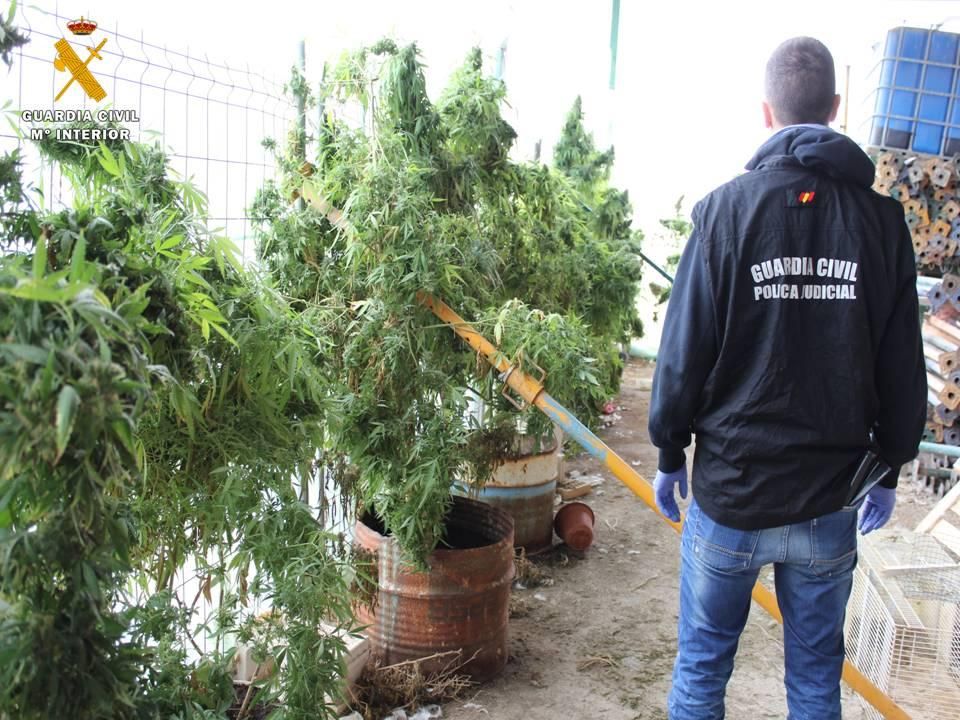 Intervenidas 141 plantas de marihuana en Villanueva de Gállego