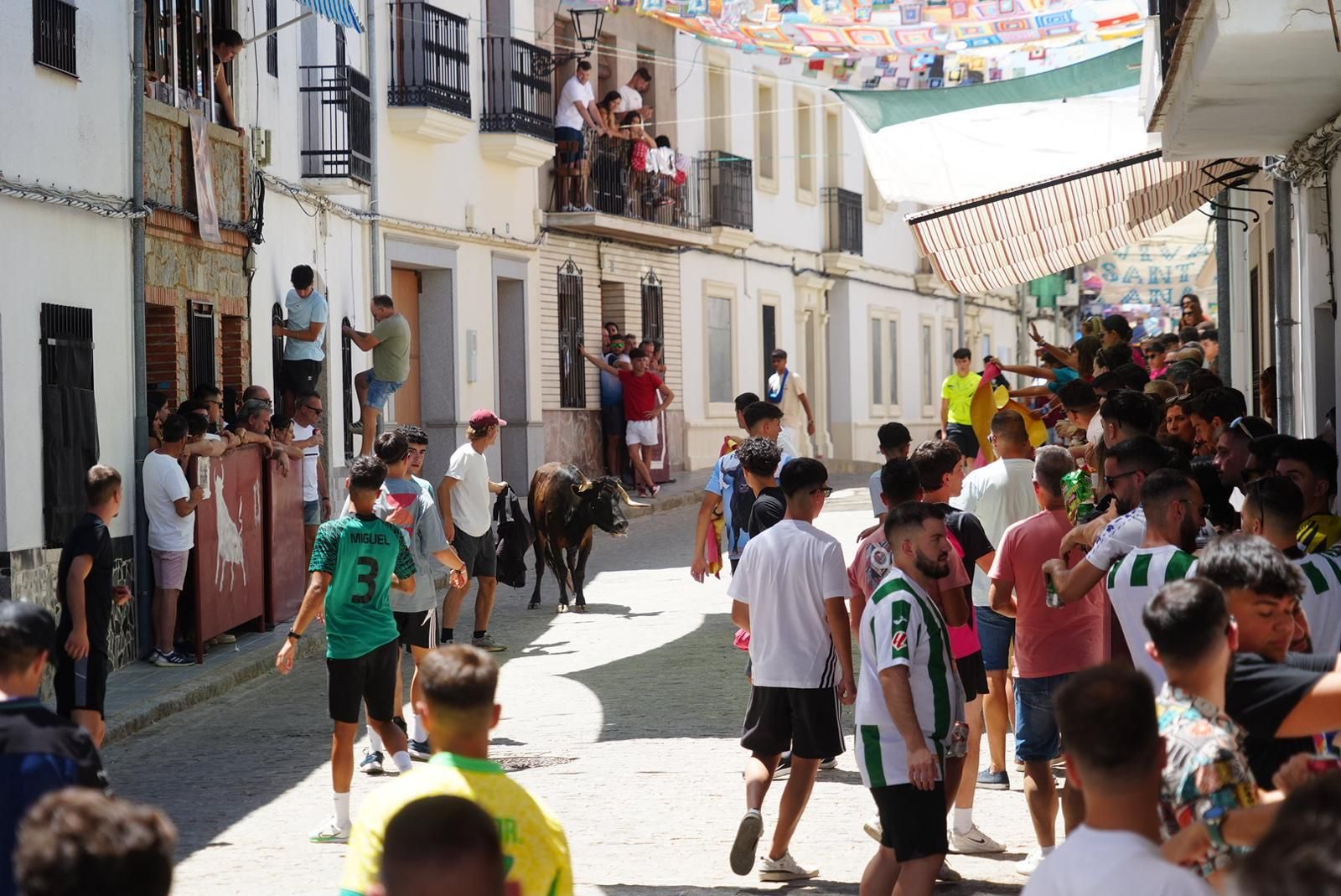Gran ambiente, numeroso público y emoción en los encierros taurinos de El Viso