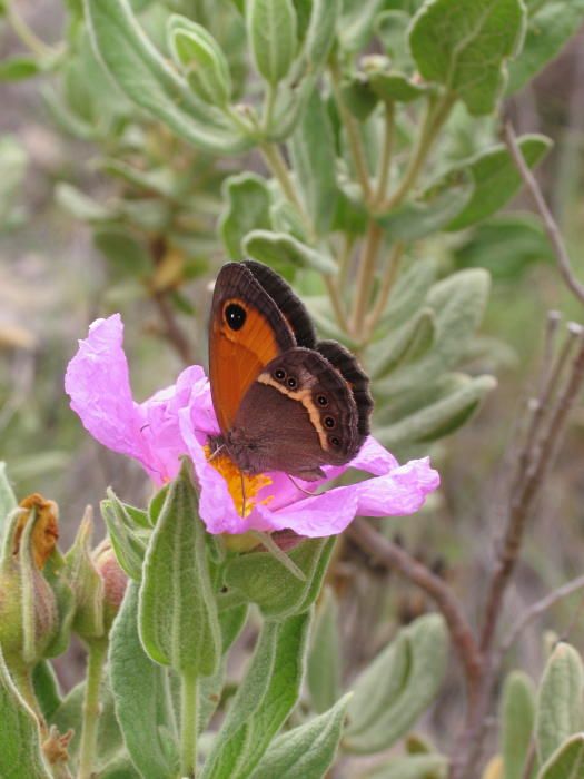 Pinoso identifica 60 especies de mariposas