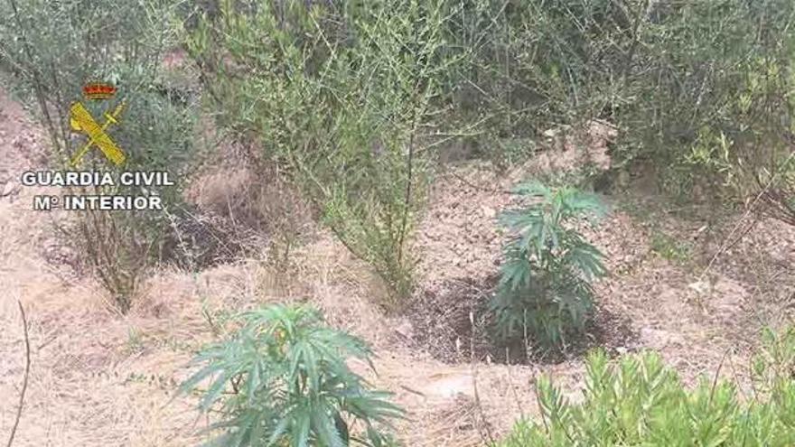 Detenidas cuatro personas por tráfico de drogas en Magaluf y otras dos en Muro