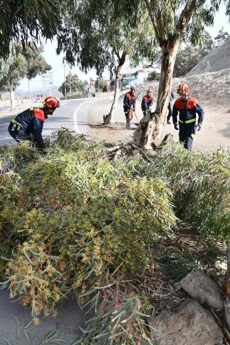 04/02/2020 EL PAJAR. MOGÁN. Caé una rama en la carretera de El Pajar por el viento.   Fotógrafa: YAIZA SOCORRO.  | 04/02/2020 | Fotógrafo: Yaiza Socorro