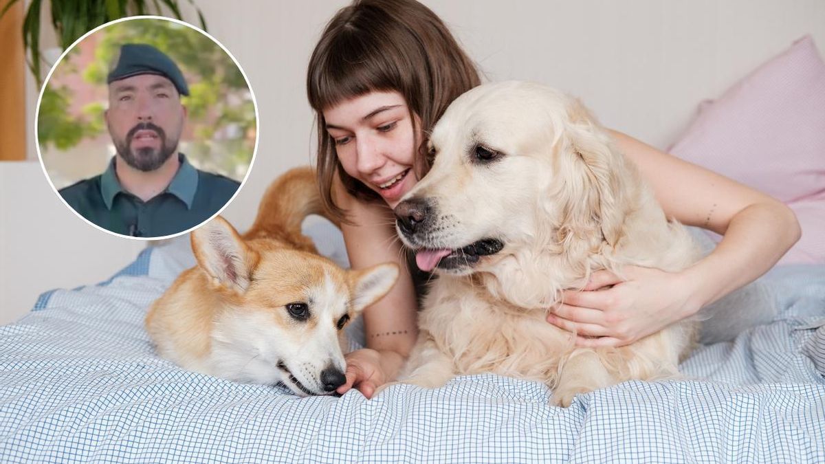 Los dueños de una mascota tienen que proteger a sus mascotas