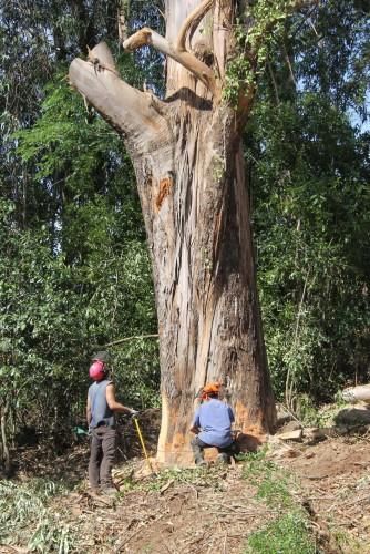 La caída de un gigante