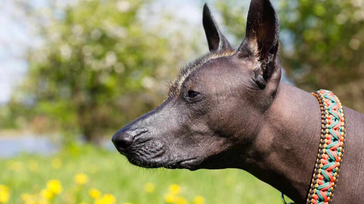 Xoloitzcuintle: una de las razas de perros pequeños más feos del mundo