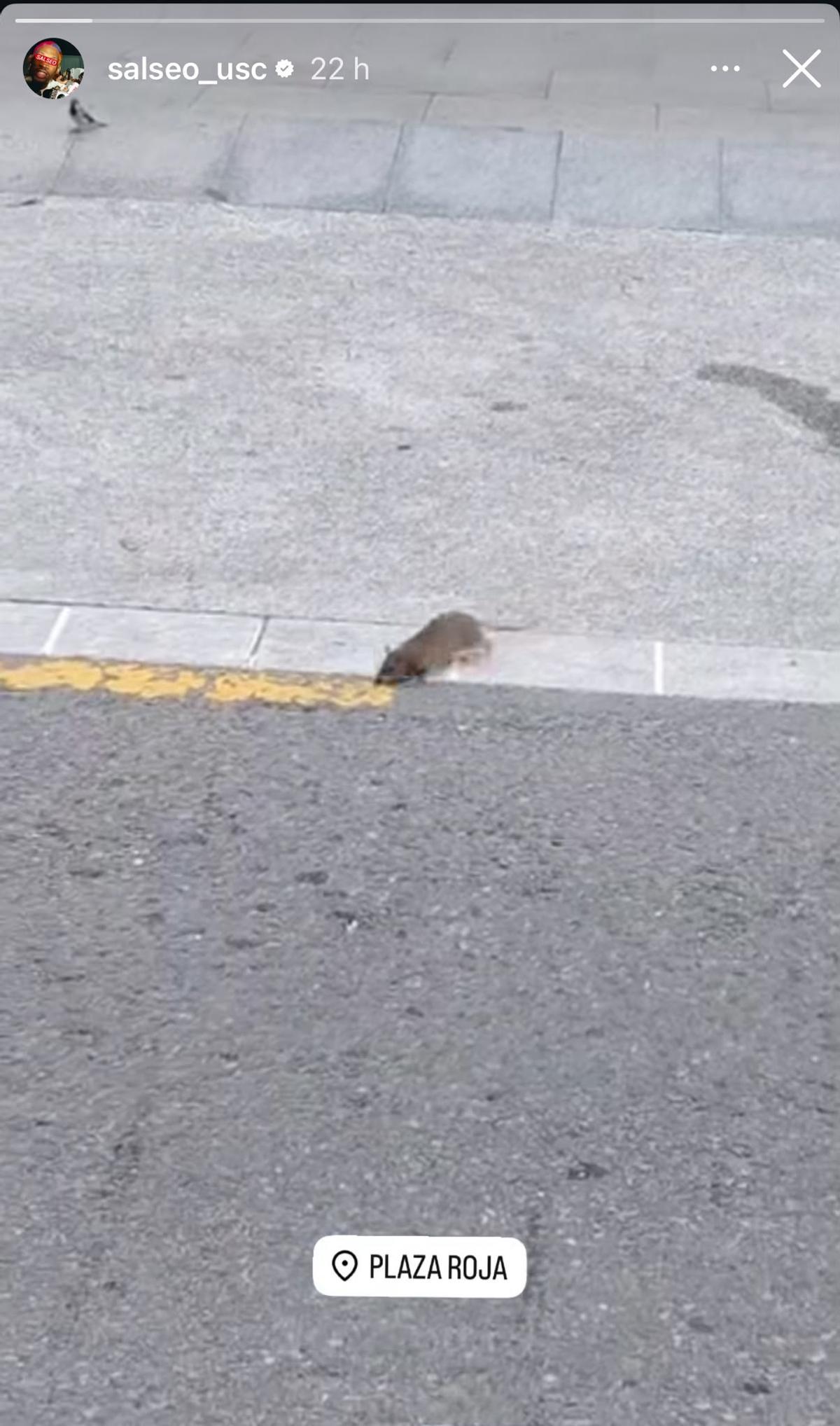 Rata en el Ensanche de Santiago, en una publicación subida por el perfil de Instagram Salseo USC el pasado jueves