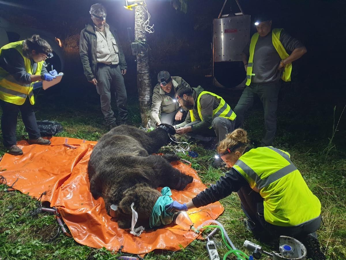 Veterinarios y técnicos colocan un GPS a un oso en la Cordillera Cantábrica.