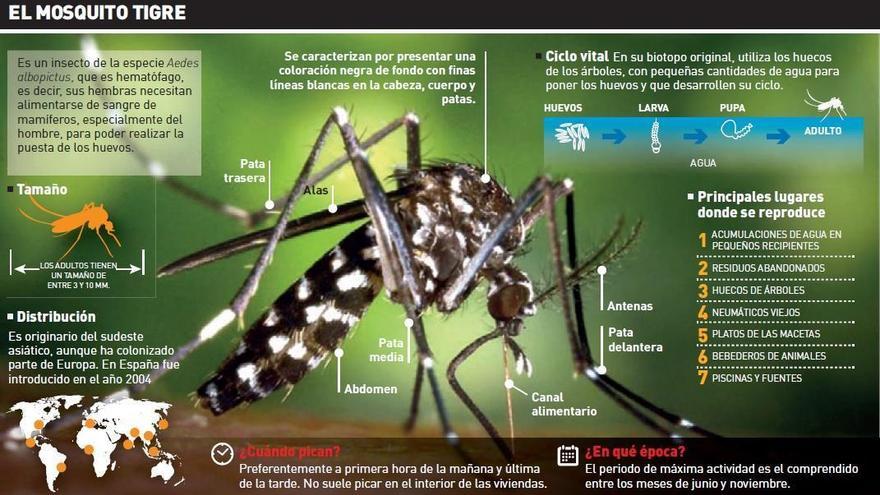 Sadeco recuerda  los  consejos  para  prevenir  la propagación del mosquito tigre