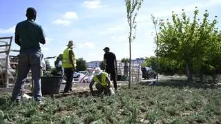 1.700 plantas de romero para renaturalizar el párking del cementerio de Cáceres