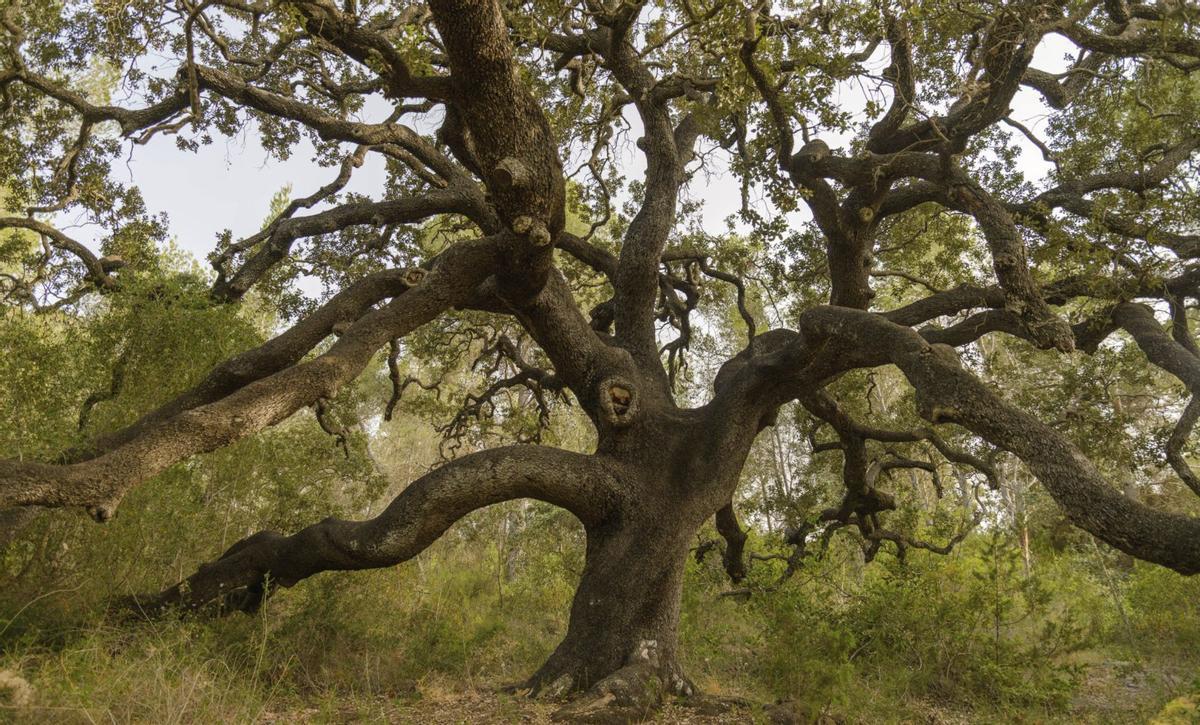 La bellotera de Can Carreró, en la ‘venda’ de Benirràs. / CAT