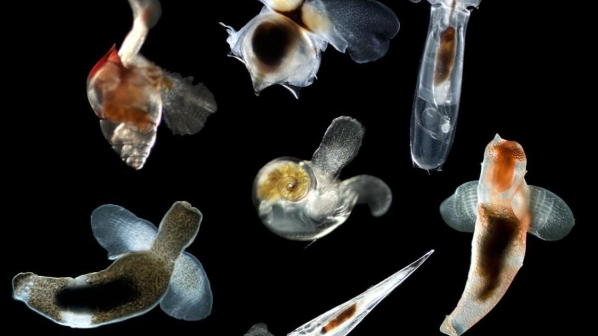 Imágenes de varias especies de gasterópodos planctónicos, incluidas cinco mariposas marinas (con caparazón) y dos ángeles marinos (desnudos).