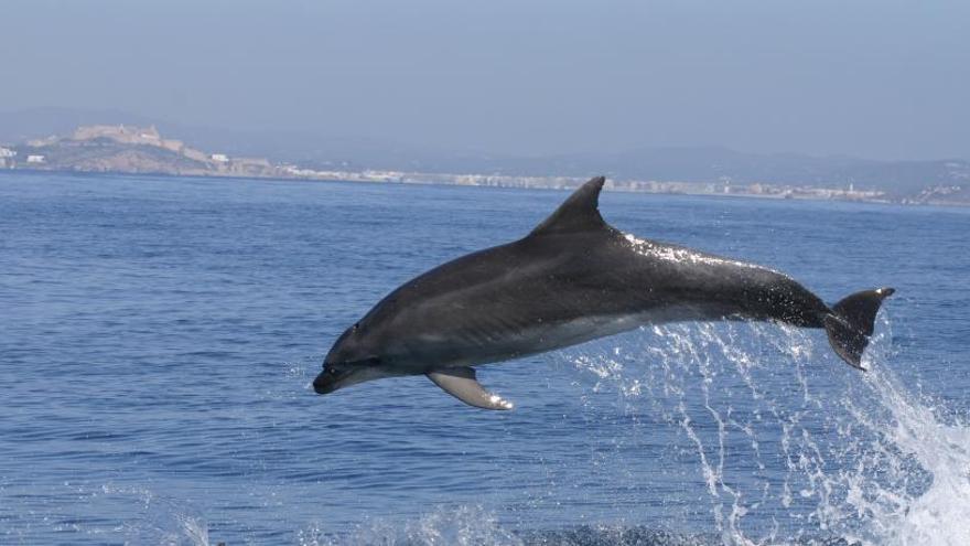 Un delfín en aguas pitiusas.