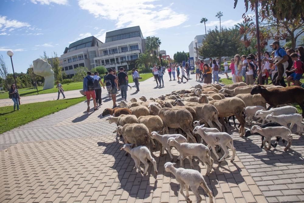 Ovejas por la Universidad