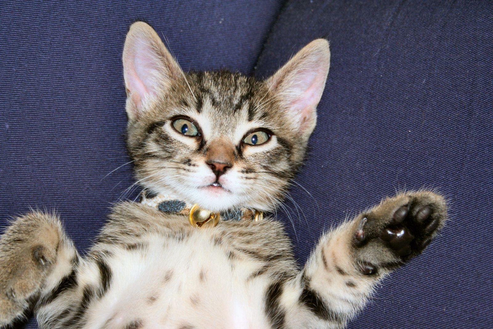 Gato (dispositivo) - Wikipedia, la enciclopedia libre