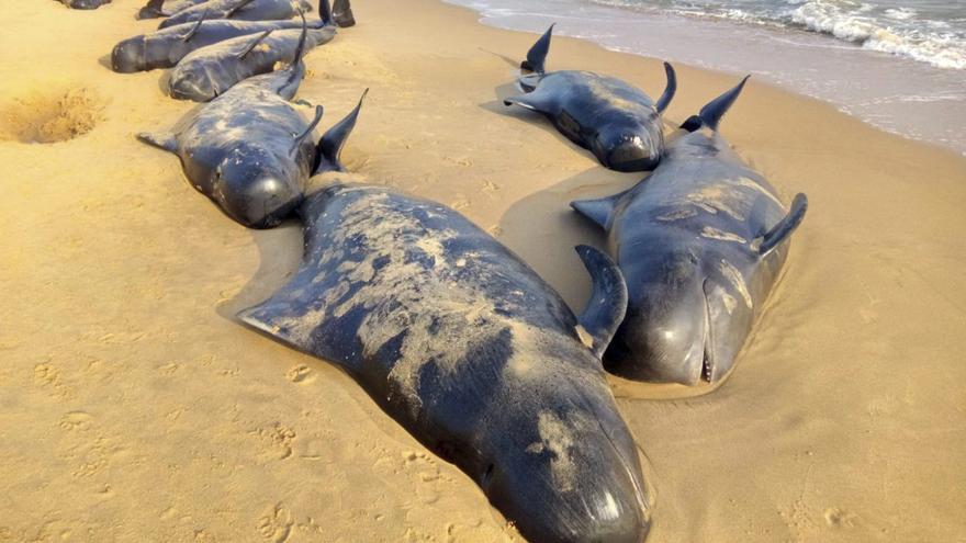 Unas 230 ballenas aparecen varadas, y la mitad mueren, en una playa de Tasmania