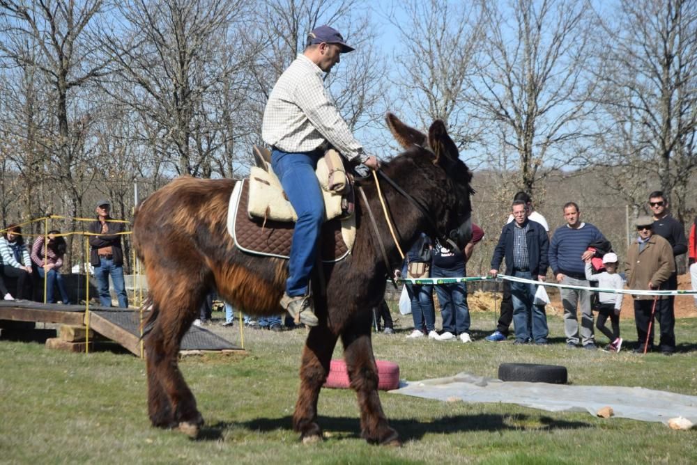 Feria del Burro y romería en San Vitero de Aliste