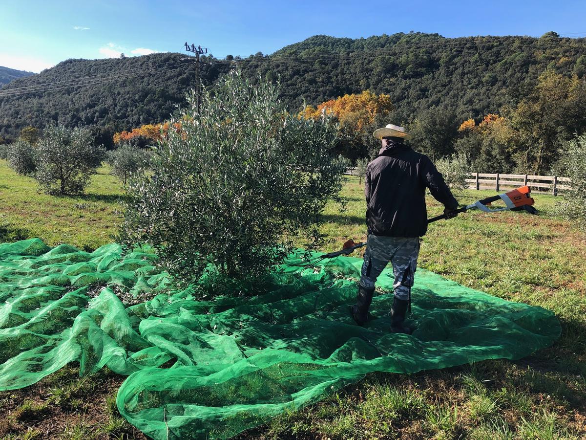Un empleat de Mas l'Arbreda recollint les olives de la varietat corbella a l'olivet de la finca, fa uns dies.