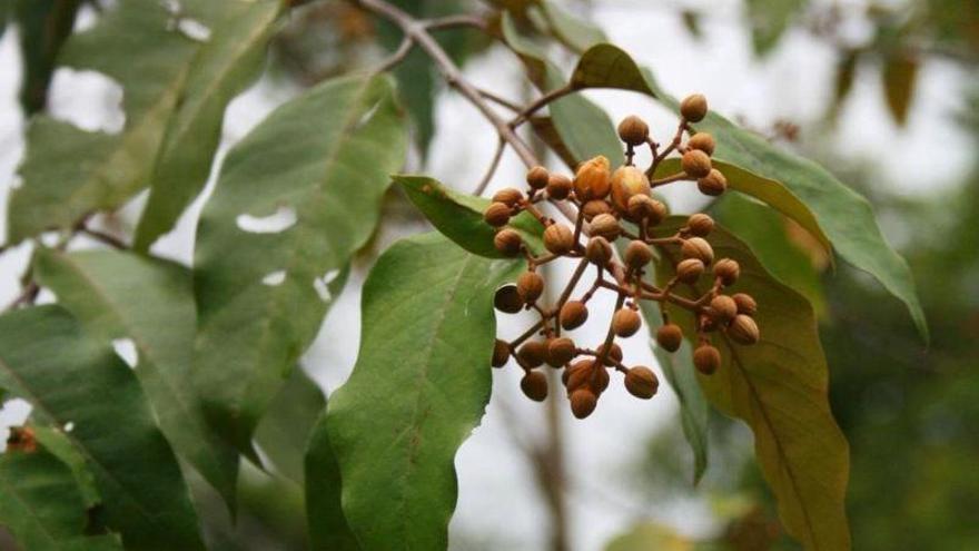 Una planta del Amazonas mata las células del cáncer de hígado