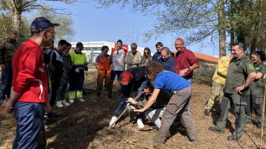 Nigrán celebra o día  da árbore plantando especies autóctonas