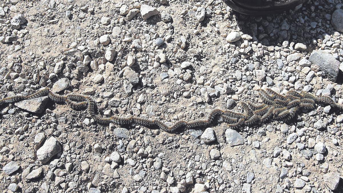 Oruga procesionaria en Tentegorra.