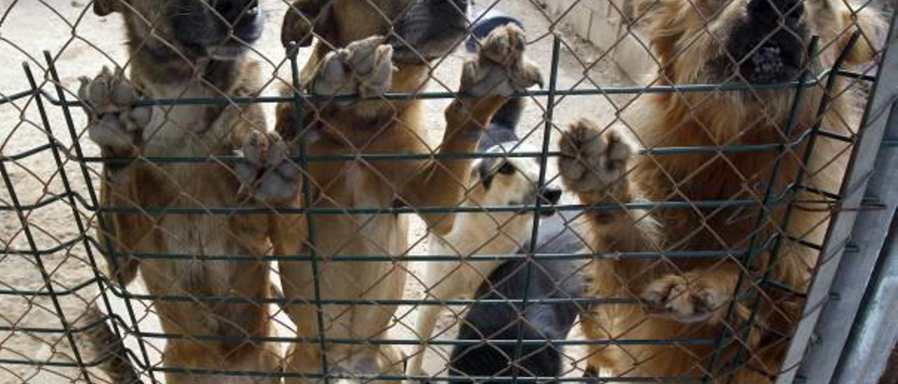 Perros acogidos en el refugio de una protectora en una imagen de archivo.