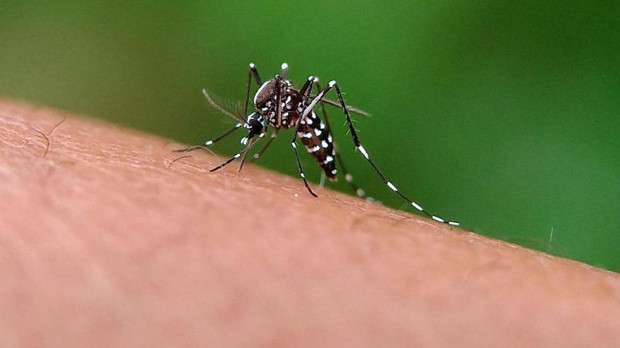 La conjunción de lluvias y altas temperaturas provoca una explosión de mosquitos en Mallorca