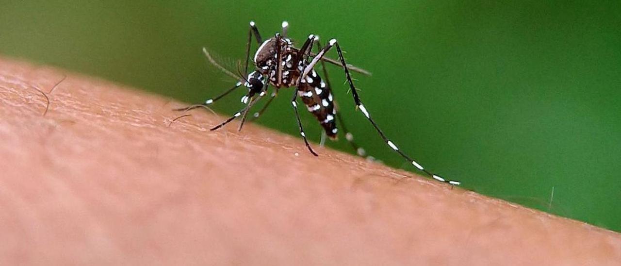 Un mosquito tigre cebándose con una víctima. En el recuadro, Miguel Ángel Miranda.
