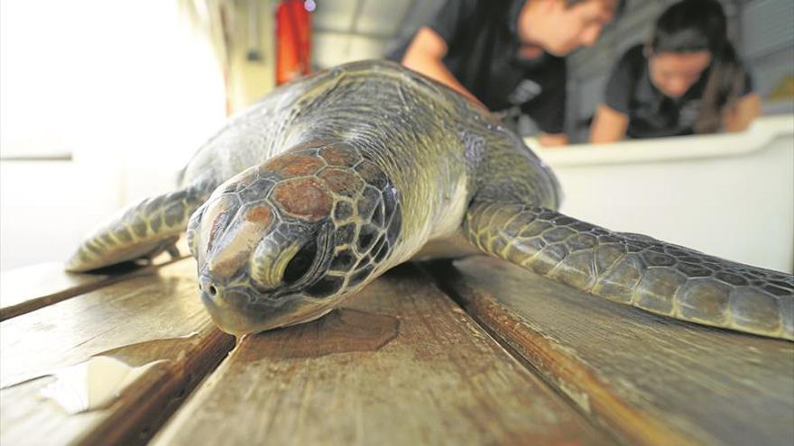 L’Oceanogràfic de València ‘rescata’ un nou exemplar de tortuga bova